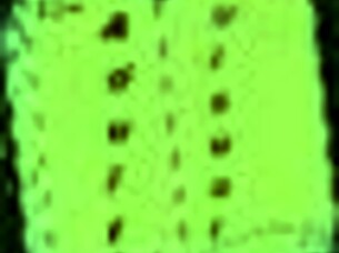 My new family episode 337