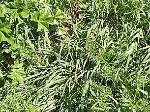 gretala gets excited in meadow cave