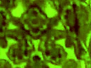 they fuck me doggystyle on all fours, my favorite