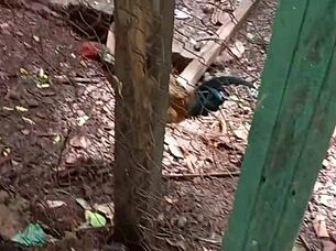 Cute Latina Sells Ass Virginity For University