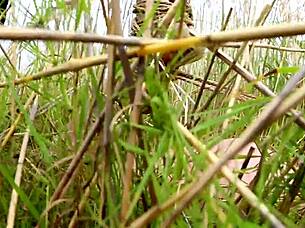 Hentai babe tied up and bound naked