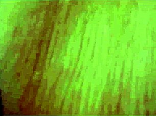 vivi guedez rides anal and twerks so deliciously