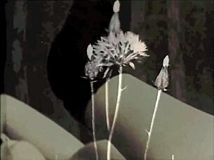 Bu vintage yasak amı ve köpeği açık havada bak