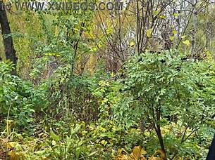 我渴望在肮脏自制中支配胖乎乎后妈！