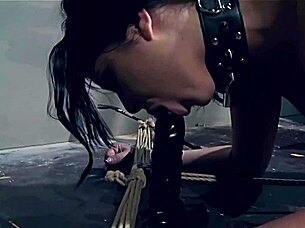 Mestari leikkii sub-koiran kanssa